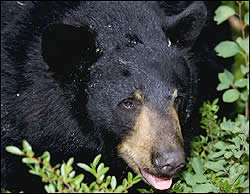 Black bear