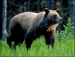 Grizzly bear