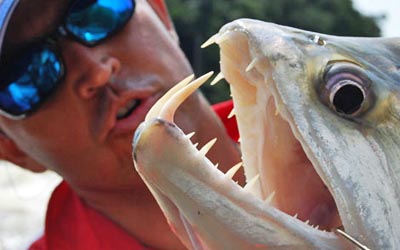 vampire fish