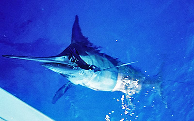 Key West Marlin