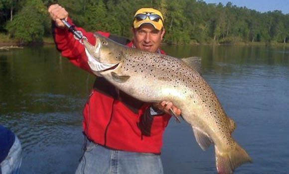 Trout