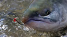 record salmon run