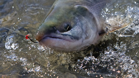 sockeye record run 