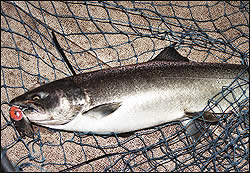 Chinook