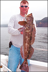Lingcod