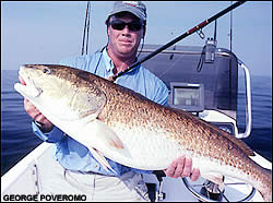 Redfish