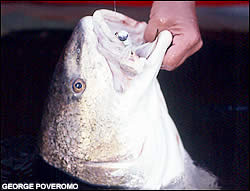Redfish