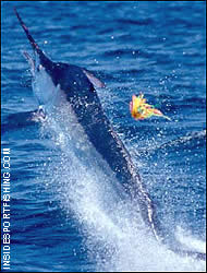 Marlin on the run