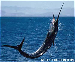 Pacific sailfish
