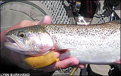Colorado trout