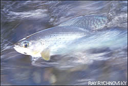 Yukon grayling