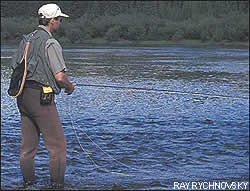 Yukon grayling