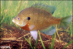 Bluegill