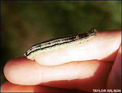 Catalpa worm