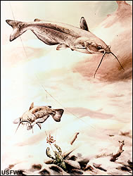 Catfish art