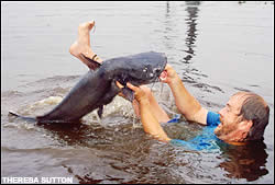 Noodling for catfish