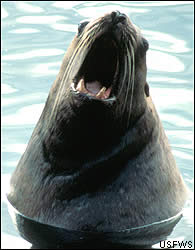 Sea lion woes on Columbia River