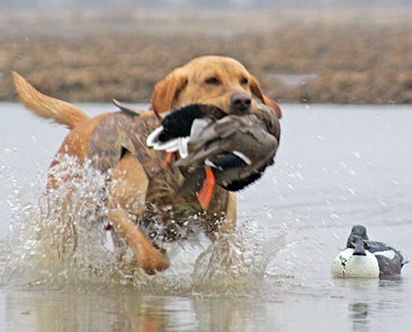 Hunting Dog
