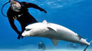 james swan shark con