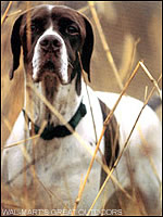 Hunt dog