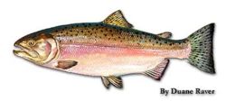 chinook salmon
