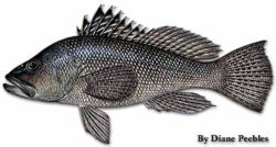 black sea bass