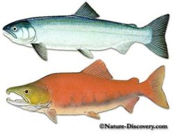 sockeye