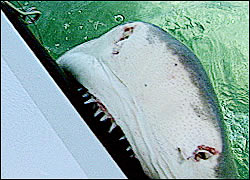 Shark