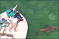 Shark