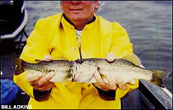 Largemouth bass