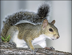 Squirrel