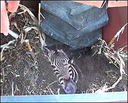 Zebra