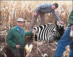 Zebra
