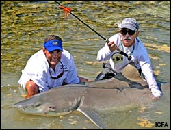 Record fly-caught lemon shark