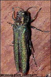 Emerald ash borer