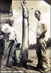 Arrows and gars