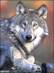 Wolf