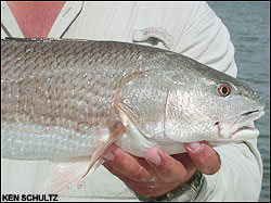 Red drum