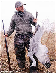 Sandhill crane