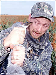 Sandhill crane