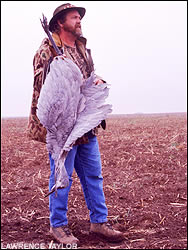 Sandhill crane