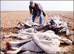 Sandhill cranes