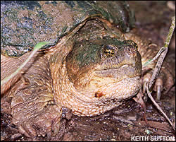 Turtle