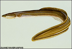 Eel