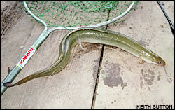 Eel