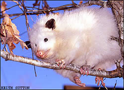 Opossum