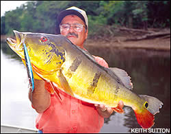 Peacock bass