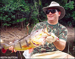 Peacock bass
