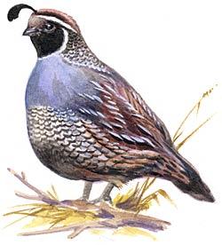 California Quail