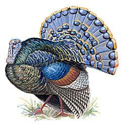 Ocellated Turkey